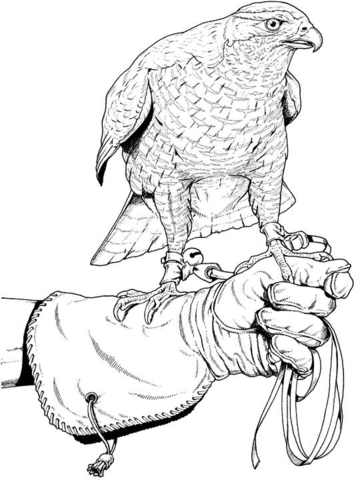 Hunting Falcon Coloring Page